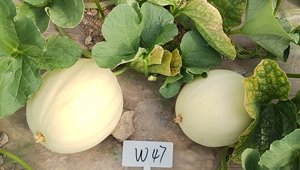 4887香港铁算资料4887