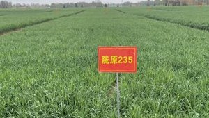 4887香港铁算资料4887