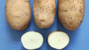 4887香港铁算资料4887