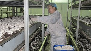 4887香港铁算资料4887