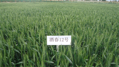 4887香港铁算资料4887