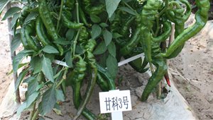 4887香港铁算资料4887